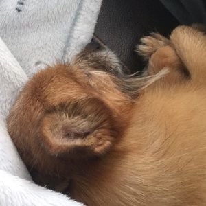 Meet your Posher, Diana